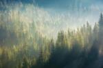 DIMEX ART Fototapetă vlies ceață peste pădure 375 x 250 cm