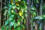 DIMEX ART Fototapetă vlies frunze în jungla tropicală 375 x 250 cm