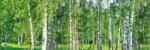DIMEX ART Fototapet pentru bucătărie - dumbravă de mesteceni 180 x 60 cm