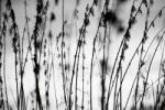 DIMEX ART Fototapetă vlies iarbă alb-negru 375 x 250 cm