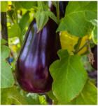 Pop Vriend Seeds Seminte de vinete Halflange Violet, 2 grame (ART001519)