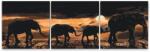  Festés számok szerint - Elefántcsorda a Szavannán (3 darab vászonkép) Méret: 50x50cm (3db), Keretezés: Műanyagtáblával