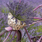 POL-MAK Levendula Bicycle szalvéta 20 db-os 33x33 cm (PKK045811)