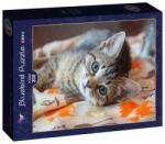 Bluebird Puzzle 300 db-os puzzle - Kitten (90083) (90083)