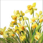 Ambiente golden Daffodils Papírszalvéta 33X33cm, 20db-os