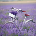 Ambiente Bike In Lavender Field Papírszalvéta 33X33cm, 20db-os - fizz