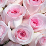 Ambiente Abby Papírszalvéta 33X33cm, 20db-os