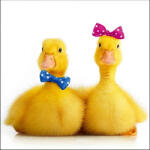 Ambiente Little Ducks Papírszalvéta 33X33cm, 20db-os