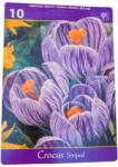 Holland Bulb Market B. V Set 10 bulbi, Crocus Striped (HCTX00093)
