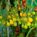 Pop Vriend Seeds Seminte de tomate Yellow Pearshaped, 0, 5 grame (HCTG00120)