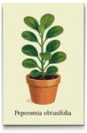  Festés számok szerint - Tompa levelű peperomia Méret: 40x60cm, Keretezés: Kartonlemezen