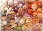 Galison 80608 - Vibrant Seashells - 1000 db-os puzzle (80608)