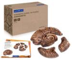 Guidecraft Fosile Ammonite, set magnetic 3D, Guidecraft (G300798)