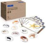Guidecraft Specimen Stones, pietre din acril cu creaturi marine (G4501)