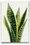  Gyémántszemes kirakó - Sansevieria (Anyósnyelv) Méret: 40x60cm, Keretezés: Műanyagtáblával, Gyémántok: Kerek