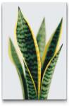  Festés számok szerint - Sansevieria (Anyósnyelv) Méret: 40x60cm, Keretezés: Kartonlemezen