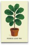  Festés számok szerint - Lantlevelű fikusz Méret: 40x60cm, Keretezés: Kartonlemezen