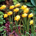 Holland Bulb Market Ladita 400 bulbi de lalea SPECIE TULIPA Sylvestris (ART005943)