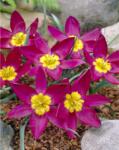 Holland Bulb Market Ladita 1650 bulbi de lalea SPECIE TULIPA Humilis Odalisque (ART005936)