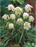 Holland Bulb Market Ladita 2500 bulbi de lalea pestrita SPECIES FRITILLARIA Meleagris Alba (ART005906)