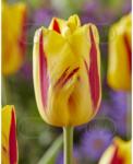 Holland Bulb Market Bulbi de lalea Washington, 5 bulbi (art005870)