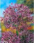 Holland Bulb Market Ladita 275 bulbi de ceapa decorativa ALLIUM Christophii Albopilosum (ART005900)