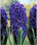 Holland Bulb Market Bulbi de zambile Marie, 3 bulbi (ART005949)
