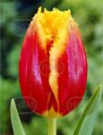 Holland Bulb Market Ladita 800 bulbi de lalea FRINGED TULIPA Tiano (ART005945)