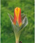 Holland Bulb Market Ladita 500 bulbi de lalea GREIGII TULIPA Bonbini (ART005928)