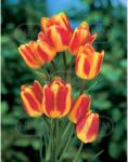 Holland Bulb Market Bulbi de lalea Florette, 5 bulbi (art005892)