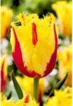 Holland Bulb Market Ladita 365 bulbi de lalea FRINGED TULIPA Party Clown (ART005940)