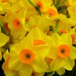Holland Bulb Market Ladita 320 bulbi de narcisa TAZETTA NARCISSUS Golden Dawn (ART005920)