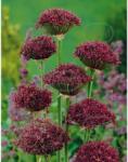 Holland Bulb Market Ladita 350 bulbi de ceapa decorativa ALLIUM Atropurpureum (ART005899)