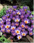 Holland Bulb Market Ladita 3200 bulbi de brandusa SIEBERI CROCUS Tricolor (ART005903)