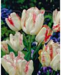 Holland Bulb Market Bulbi de lalea Toucan, 5 bulbi (art005895)