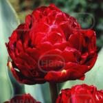 Holland Bulb Market Bulbi de lalea Emblazon, 5 bulbi (art005852)