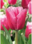 Holland Bulb Market Bulbi de lalea Jumbo Pink, 5 bulbi (art005860)