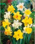 Holland Bulb Market Bulbi de narcise Large Cupped Mixed, 5 bulbi (art005880)
