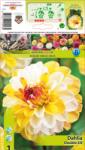 Holland Bulb Market Dalie decorativă Double Jill (10013)