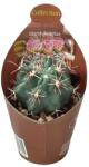  Cactus (Glandulicactus mathssonii) la ghiveci ø 6, 5 cm (6500914)