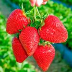 SuperStrawberry Căpșuni Darselect (5397)