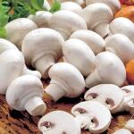 Champignon Alb (9742)