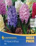 kiepenkerl Mega Pack Zambile mix multicolor (508798)