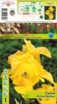 Holland Bulb Market Canna Richard Wallace (10315)