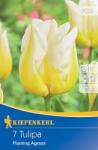 kiepenkerl Lalele Flaming Agrass (502789)