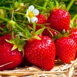 SuperStrawberry Căpșuni Ostara (5408)