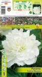 Holland Bulb Market Bujor Festiva Maxima (10401)