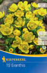 kiepenkerl Eranthis hyemalis (507920)