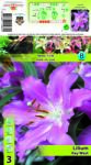 Holland Bulb Market Crin oriental Key West (11031)
