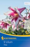 kiepenkerl Crin Friso (507234)